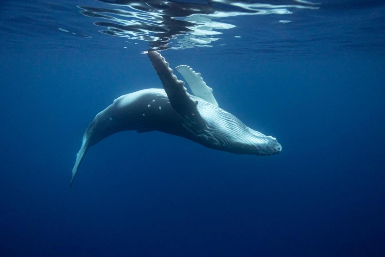 Maui Homestay Vue Ocean Exceptionnelle & Baleines En Saison Tohautu Екстериор снимка
