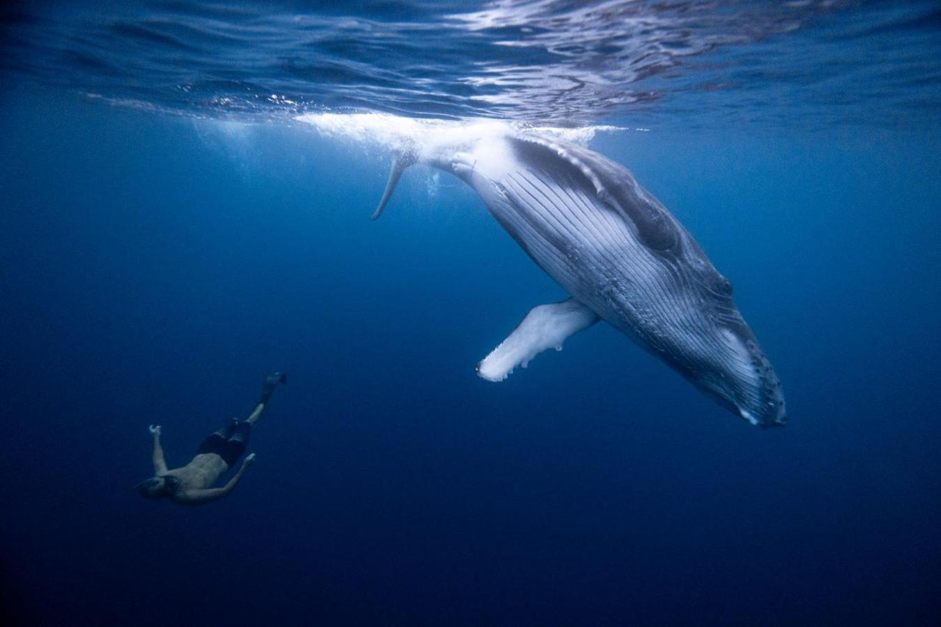 Maui Homestay Vue Ocean Exceptionnelle & Baleines En Saison Tohautu Екстериор снимка